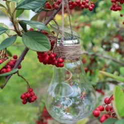 2 ampoules solaires décoratives à suspendre