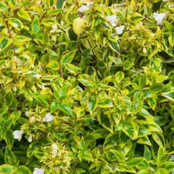 Abelia Gamme Collection. Le pot de 4 litres