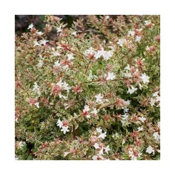 Abelia Grandiflora Confetti en pot de 5 litres