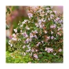 Abelia Grandiflora Edward Goucher en pot de 3 litres