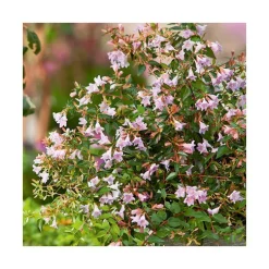 Abelia Grandiflora Edward Goucher en pot de 3 litres