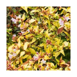Abelia Grandiflora Gold Spot pot 3 L