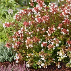 Abelia Grandiflora Sherwood en pot de 3 litres
