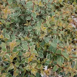 Abelia Grandiflora Steredenn. Le pot de 8 litres