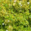 Abelia. Le pot de 0,5 litre