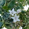 Abelia X Grandiflora Sparkling Silver touffe. Le pot de 3 litres