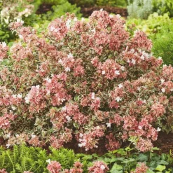Abélia à grandes fleurs variété Magic Daydream. Le pot de 4 litres