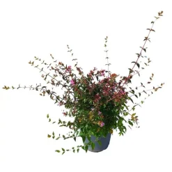 Abélia Grandiflora Edward Goucher rose. Le pot de 3 litres