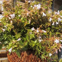 Abélia Grandiflora Happy Daydream rose. Le pot de 2 litres