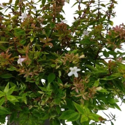 Abélia Grandiflora Kaleidoscope. Le pot de 7,5 litres