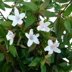 Abélia Grandiflora. Le pot de 10 litres