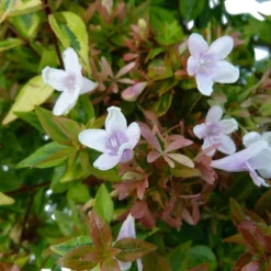 Abélia varié. Le pot de 7 litres
