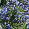 Agapanthe bleue - Le pot de 9 x 9 cm