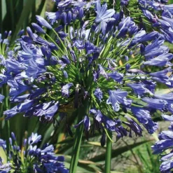Agapanthe bleue - Le pot de 9 x 9 cm
