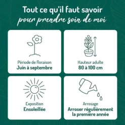 Agapanthe bleue - Le pot de 9 x 9 cm