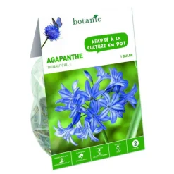Agapanthe Donau - bleu - 1 bulbe