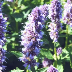 Agastache - Le pot de 3 litres