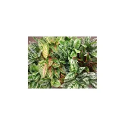 Aglaonema Mix pot Ø19 cm