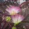 Albizia Summer Chocolate. Le pot de 15 litres