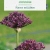 Allium atropurpureum botanic® - 7 bulbes