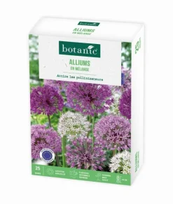 Allium botanic® - 25 bulbes