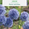 Allium caerulum botanic® - 25 bulbes
