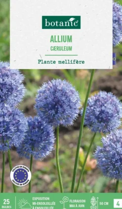 Allium caerulum botanic® - 25 bulbes