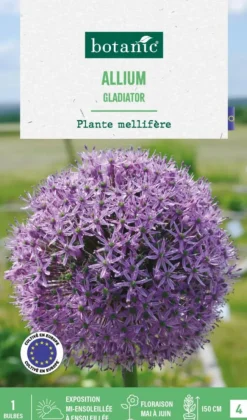 Allium gladiator botanic® - 1 bulbe