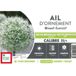 Allium Mount Everest - 1 bulbe