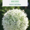 Allium mount everest botanic® - 1 bulbe