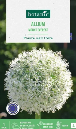 Allium mount everest botanic® - 1 bulbe