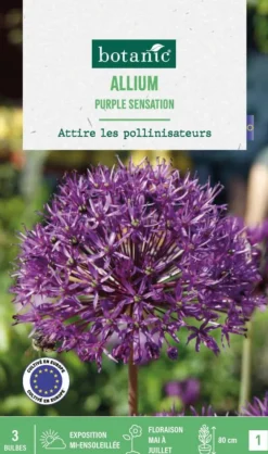 Allium purple sensation en mélange botanic® - 3 bulbes