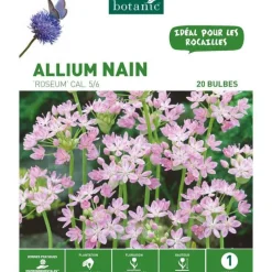 Allium roseum rose botanic® - 20 bulbes