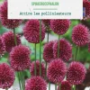 Allium sphaeracophalon en mélange botanic® - 10 bulbes