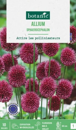 Allium sphaeracophalon en mélange botanic® - 10 bulbes