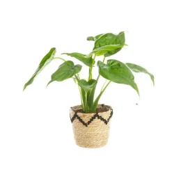 Alocasia Calidora avec cache pot en vannerie. Le pot de ø 19 cm
