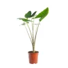 Alocasia Zebrina 55 cm. Le pot Ø 17 cm