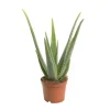 Aloe vera bio en pot Ø 18 cm