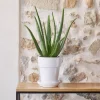 Aloe Vera botanic® - Pot de Ø 18 cm