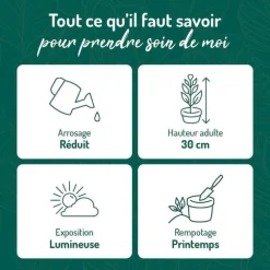 Aloe Vera botanic® - Pot de Ø 18 cm