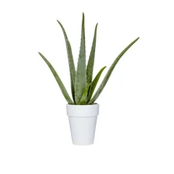 Aloe Vera botanic® - Pot de Ø 18 cm