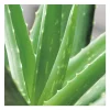 Aloe vera en pot Ø 5 cm