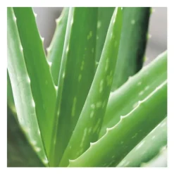 Aloe vera en pot Ø 5 cm