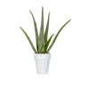 Aloe Vera en pot déco blanc Ø 15 cm