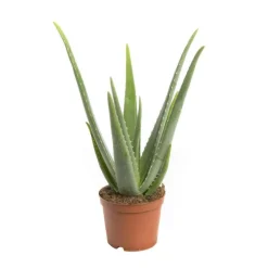 Aloe vera en pot H 40/50 x Ø 17 cm