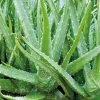 Aloe Vera. Le pot de 3 litres