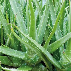 Aloe Vera. Le pot de 3 litres