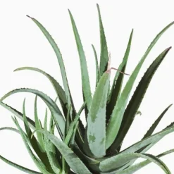 Aloe Vera Volute. Le pot de 17 cm