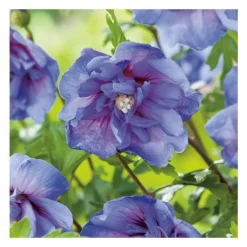 Althéa Blue Chiffon - pot 5 L