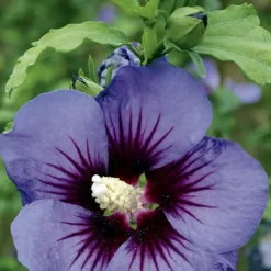 Althéa (HIBISCUS SYRIACUS ULTRA MARINE®) Le pot de 3 litres